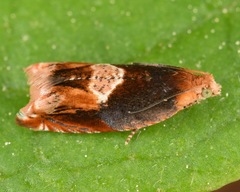 Ancylis muricana