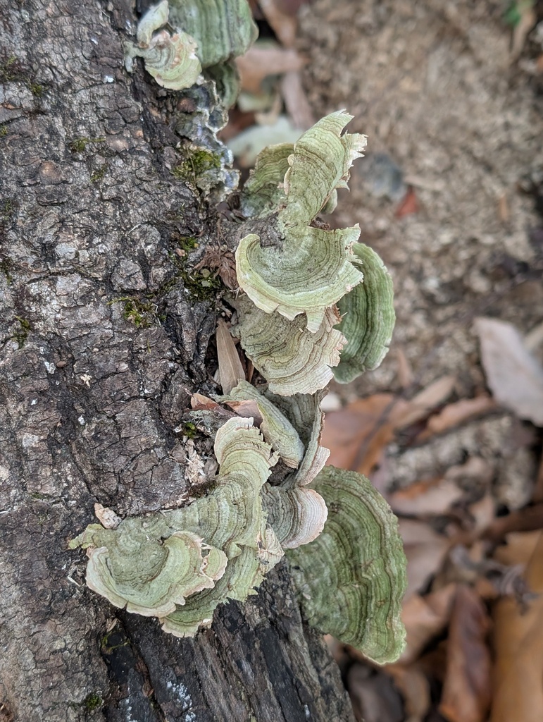 Stereum fasciatum · November 2025 · photo: © udcmrk (iNaturalist, cc-by)