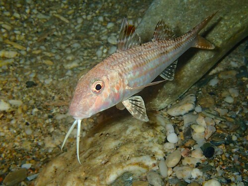 Striped Red Mullet