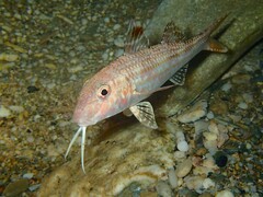 Red Mullet photo 3