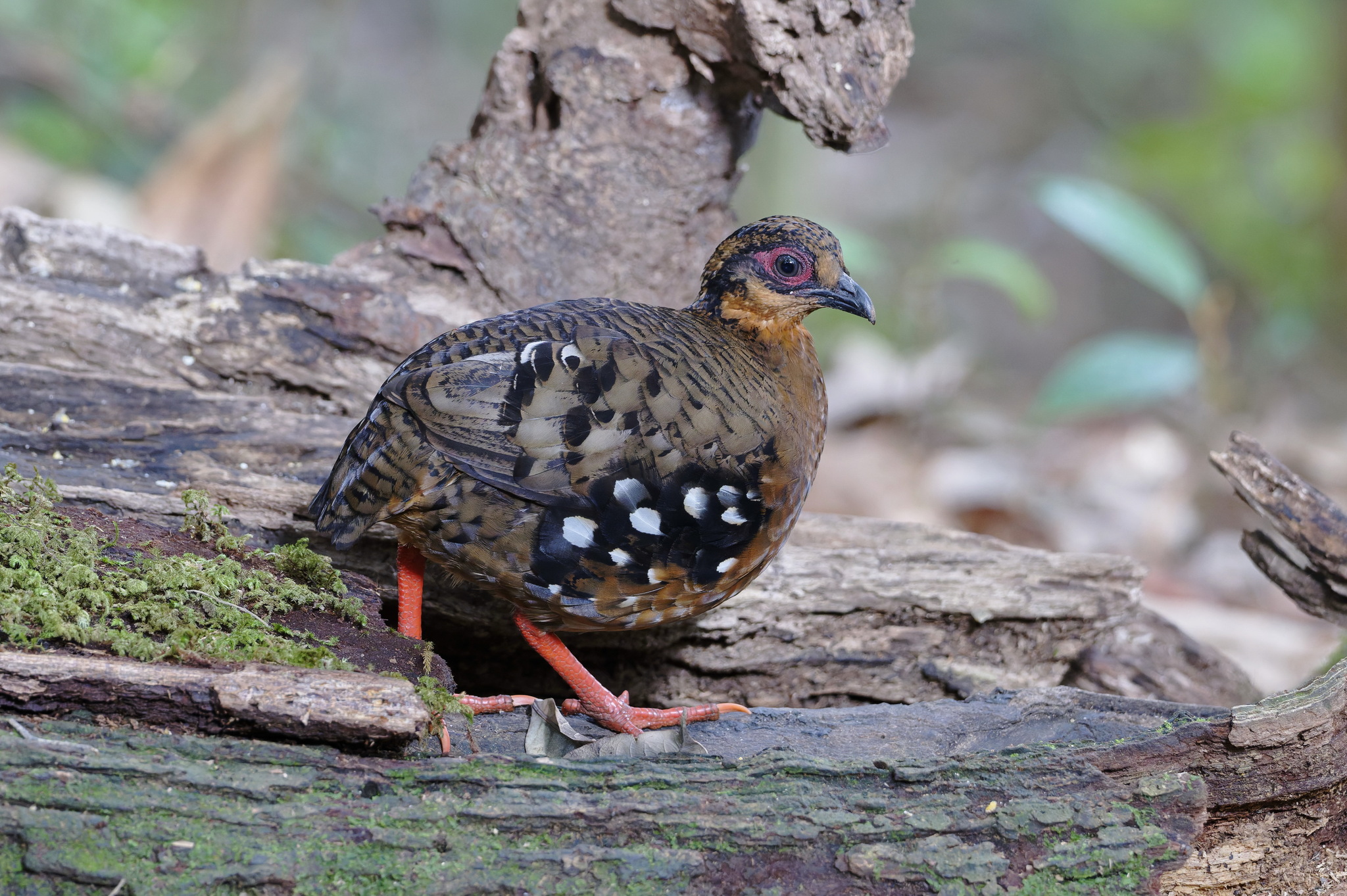 Red-breasted Partridge (Arborophila hyperythra), photo 5