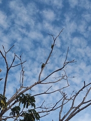 Eupsittula canicularis