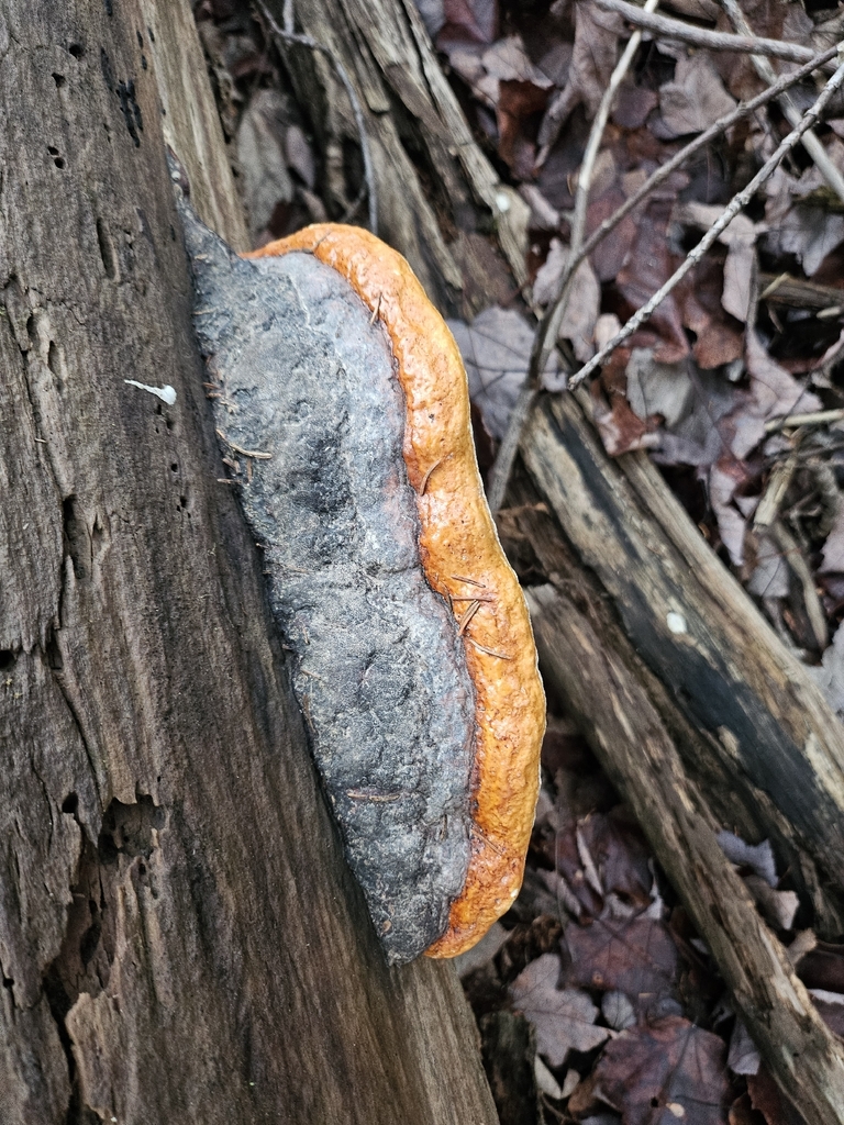 Fomitopsis mounceae · November 2025 · photo: © georgia186 (iNaturalist, cc-by)