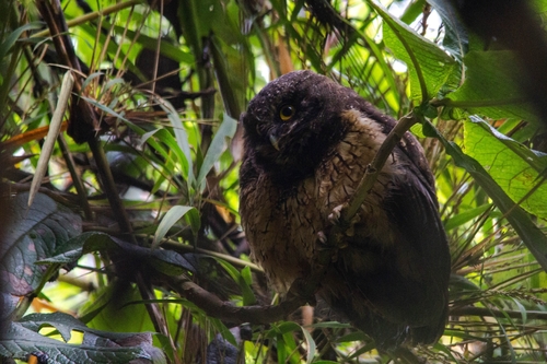 White-throated Screech Owl (Megascops albogularis), photo 9