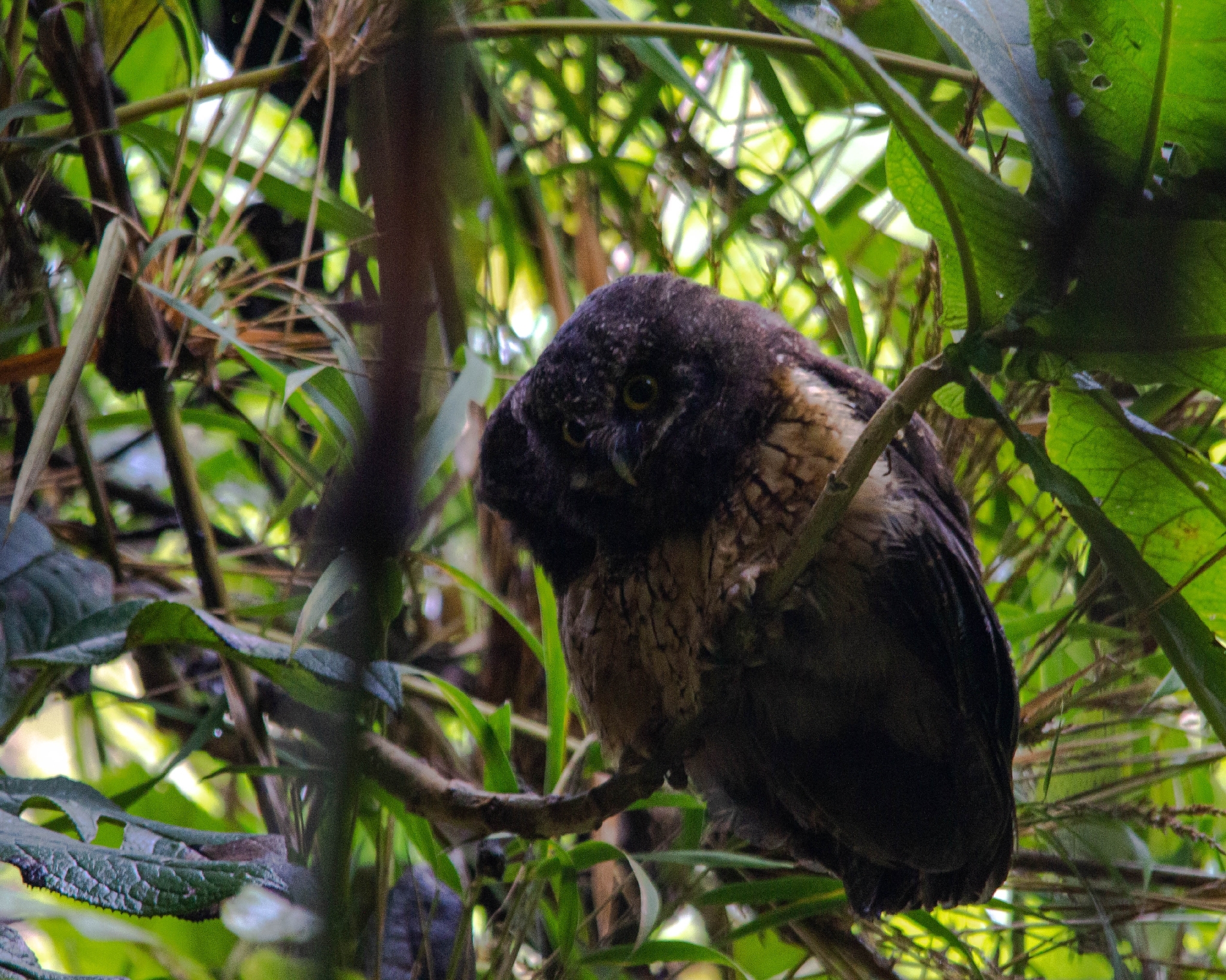 White-throated Screech Owl (Megascops albogularis), photo 6