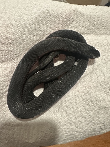 Red-bellied Black Snake sighting