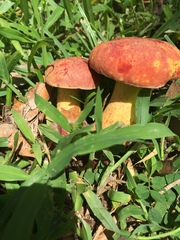 Pulchroboletus rubricitrinus image