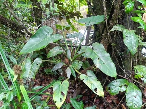 Philodendron grandifolium