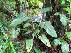 Philodendron grandifolium