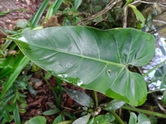 Philodendron grandifolium, photograph (c) Guillaume Delaitre, some rights reserved (CC BY)