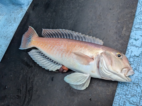 White horsehead (Branchiostegus albus) — Malacanthidae
