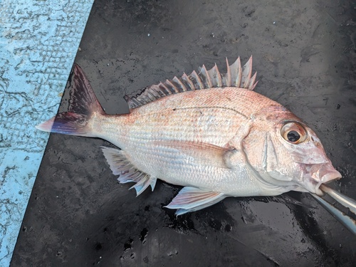 Red seabream (Pagrus major) — Sparidae — 5