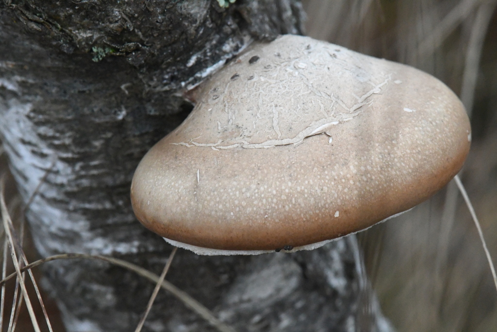 Fomitopsis betulina · November 2025 · photo: © marina_sad (iNaturalist, cc-by)