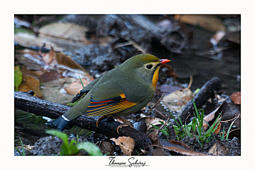 Red-billed Leiothrix