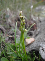 Chamorchis alpina