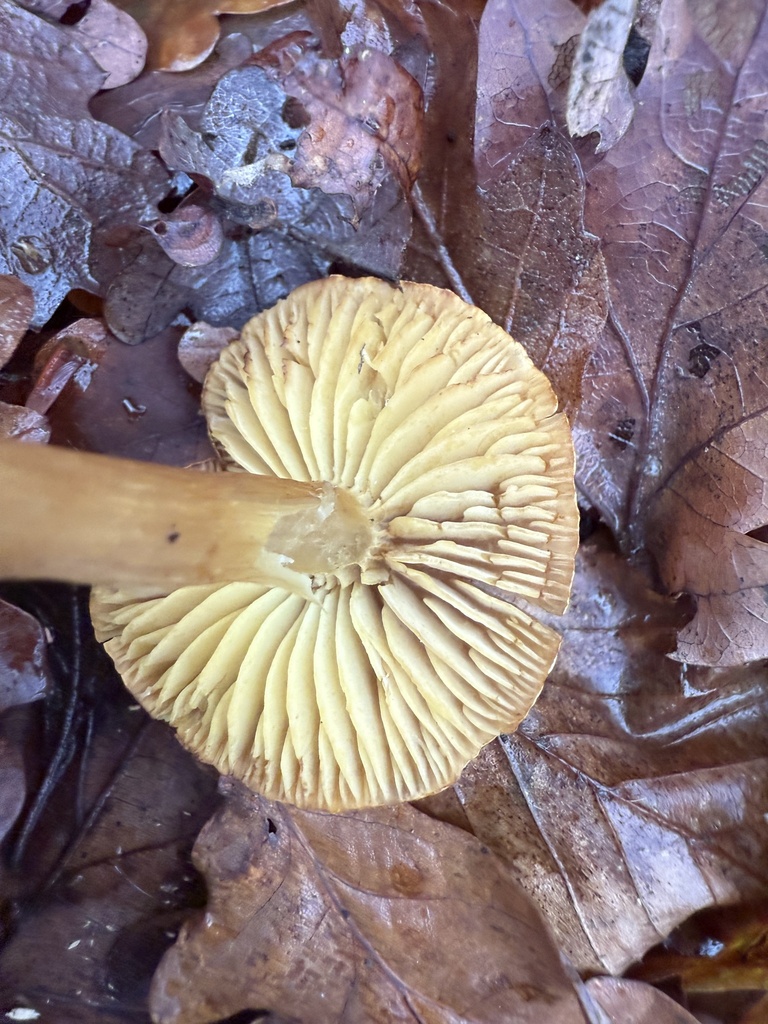 Tricholoma sulphureum · November 2025 · photo: © cjoynson (iNaturalist, cc0)