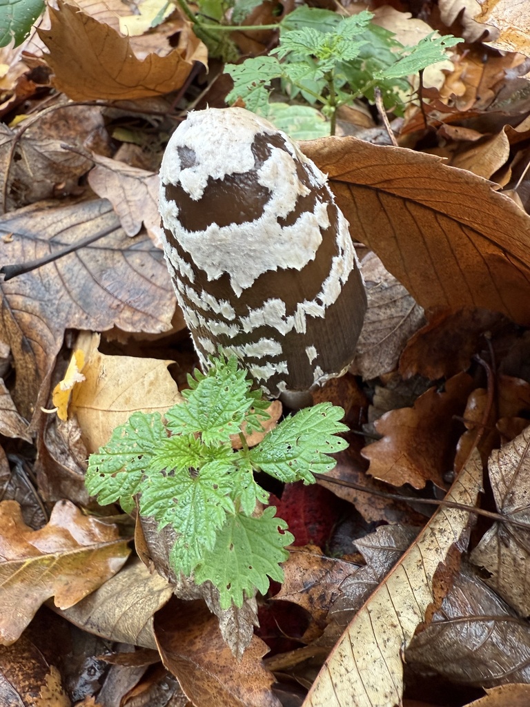 Coprinopsis picacea · November 2025 · photo: © cjoynson (iNaturalist, cc0)
