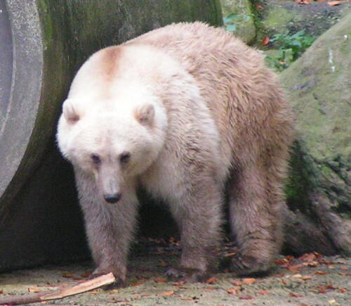 Polar Bear