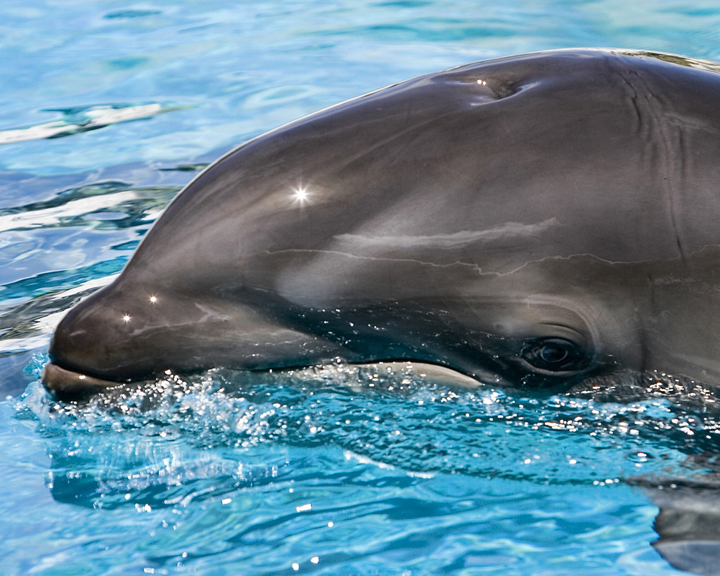 False Killer Whale