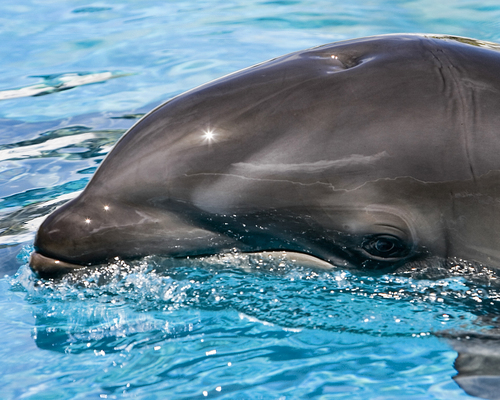 False Killer Whale