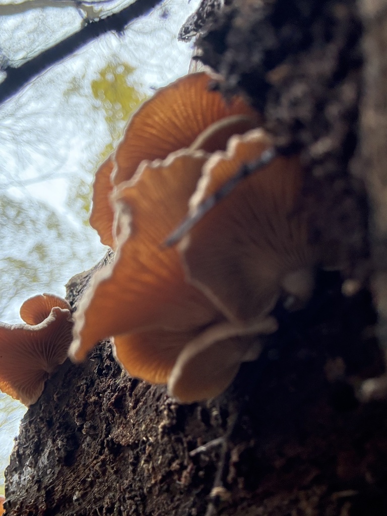 Panellus stipticus · November 2025 · photo: © cjoynson (iNaturalist, cc0)