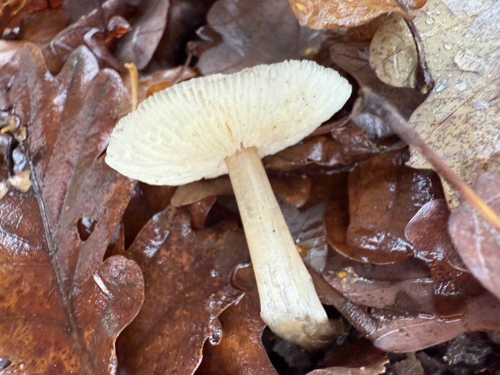 Rhodocollybia asema · November 2025 · photo: © cjoynson (iNaturalist, cc0)