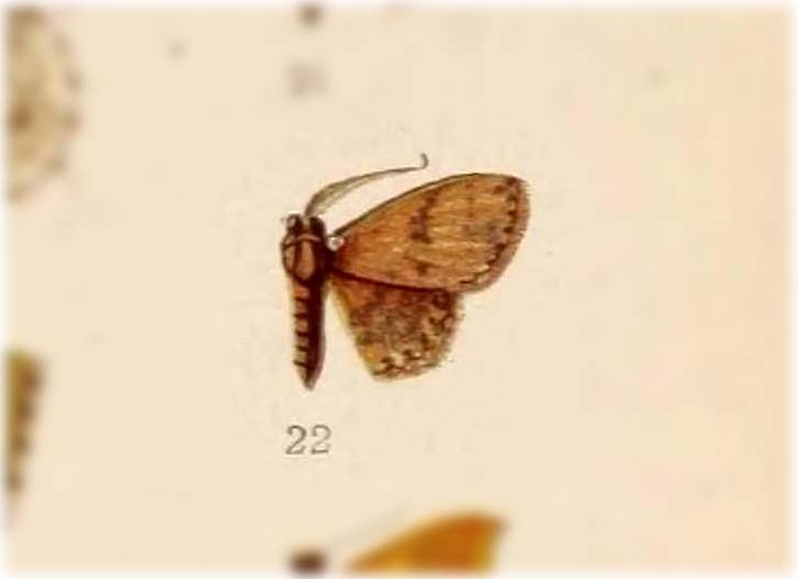 Perixera thermosaria