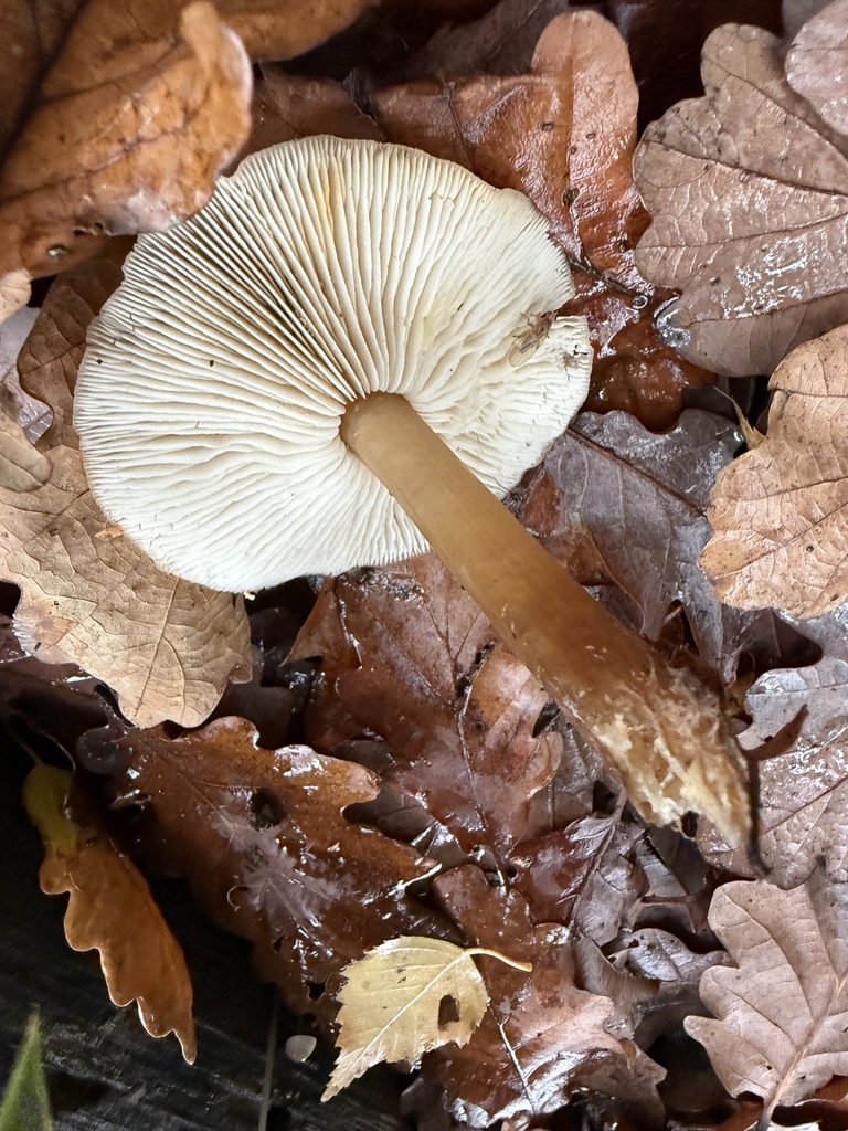 Rhodocollybia asema · November 2025 · photo: © cjoynson (iNaturalist, cc0)