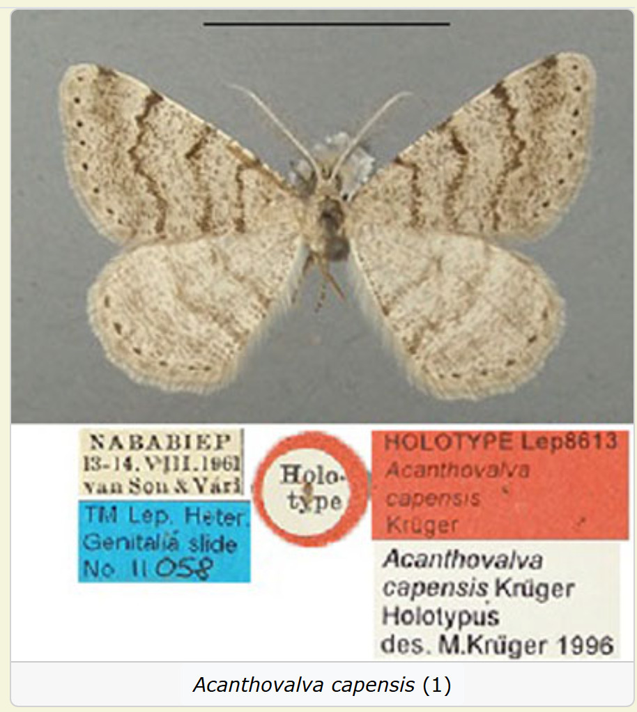 Acanthovalva capensis
