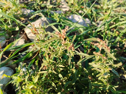 African amaranth (Amaranthus muricatus)