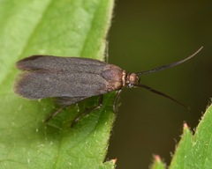 Scythris fuscicomella