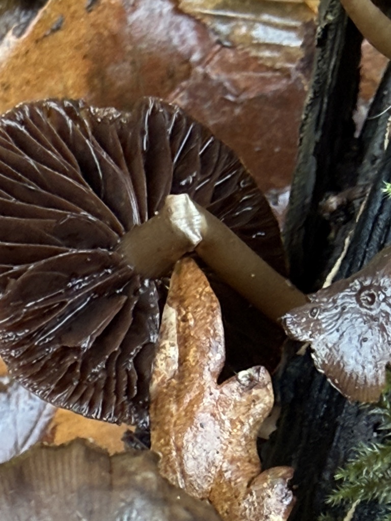 Psathyrella piluliformis · November 2025 · photo: © cjoynson (iNaturalist, cc0)