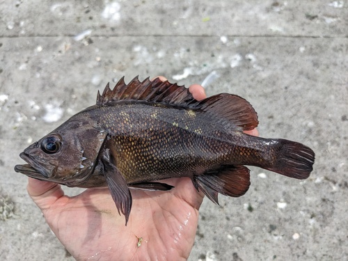 White-edged rockfish (Sebastes taczanowskii) — Sebastidae — 3