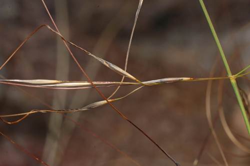 Austrostipa scabra, photograph 1