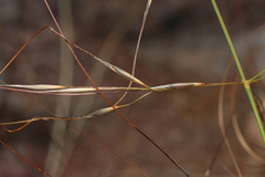 Austrostipa scabra, photograph author not stated, no rights reserved