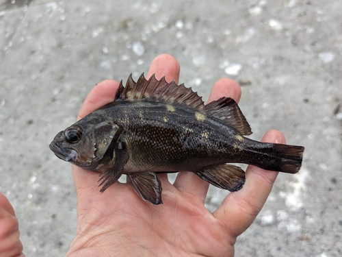 White-edged rockfish (Sebastes taczanowskii) — Sebastidae