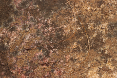Austrostipa scabra
