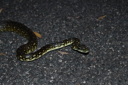 Diamond Python sighting