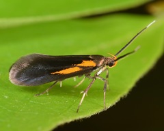 Mathildana newmanella