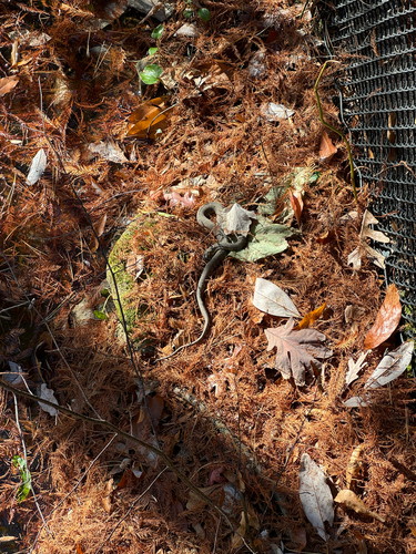 Northern Water Snake