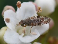 Tephritis vespertina