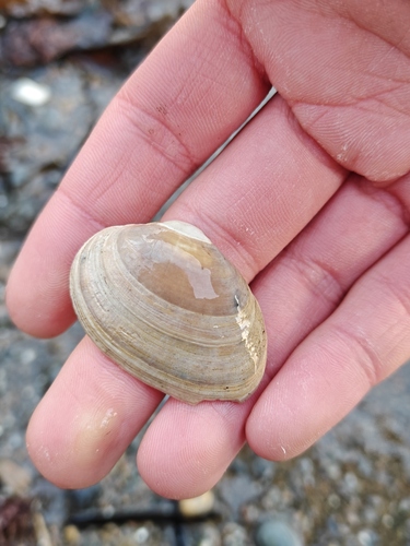 Venerupis corrugata