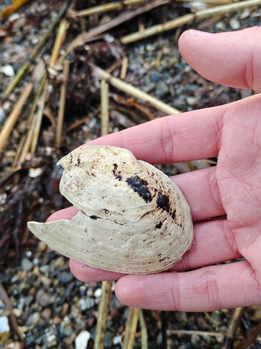 Mya arenaria