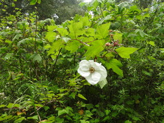 Rubus trilobus