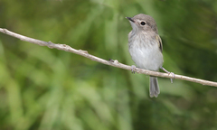Hemitriccus margaritaceiventer
