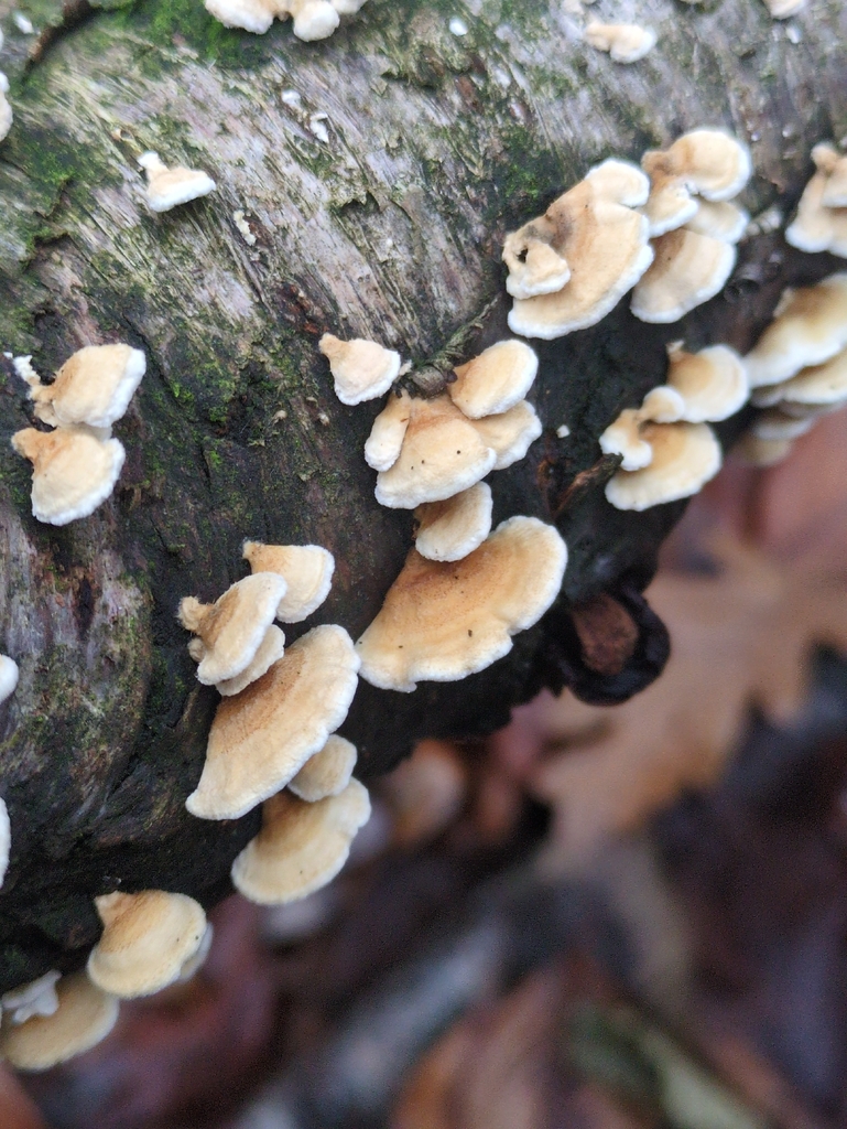 Plicatura crispa · November 2025 · photo: © vincent_b (iNaturalist, cc-by)