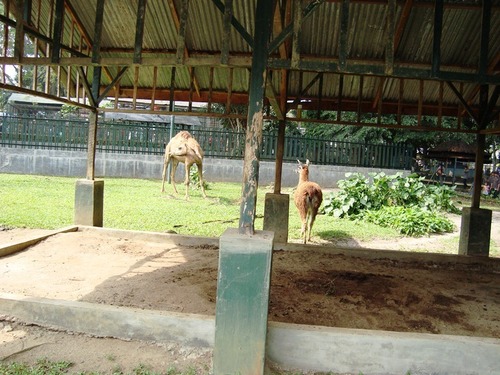 One-humped Camel