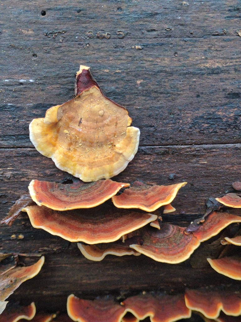 Stereum subtomentosum · November 2025 · photo: © vincent_b (iNaturalist, cc-by)