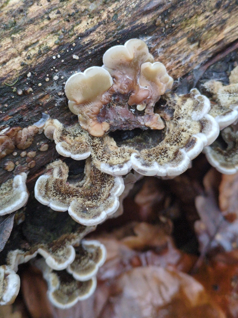 Auricularia mesenterica · November 2025 · photo: © vincent_b (iNaturalist, cc-by)