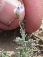 Astragalus nuttallianus austrinus